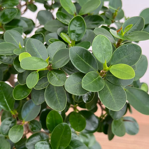 [サマーセール]パンダガジュマル　8号鉢植え*