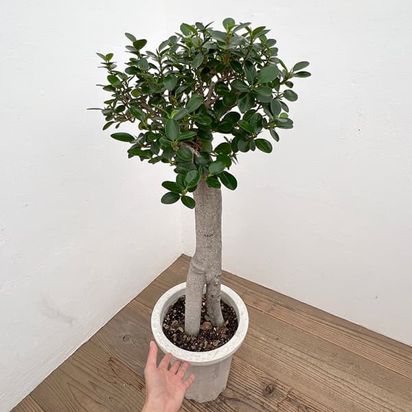 パンダガジュマル 8号鉢植え* の通販 | 園芸ネット