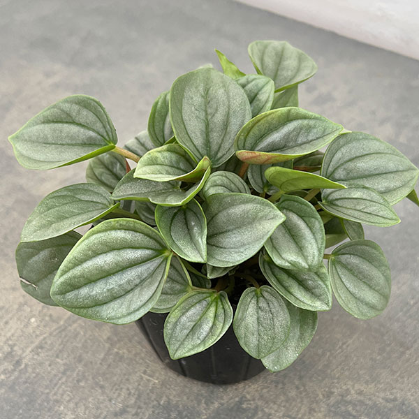 ぺぺロミア:ナポリナイツ3号ポット