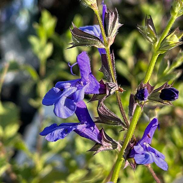 (わけあり特価)サルビア:アフリカンスカイ3号ポット