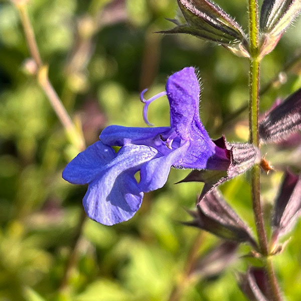 (わけあり特価)サルビア:アフリカンスカイ3号ポット