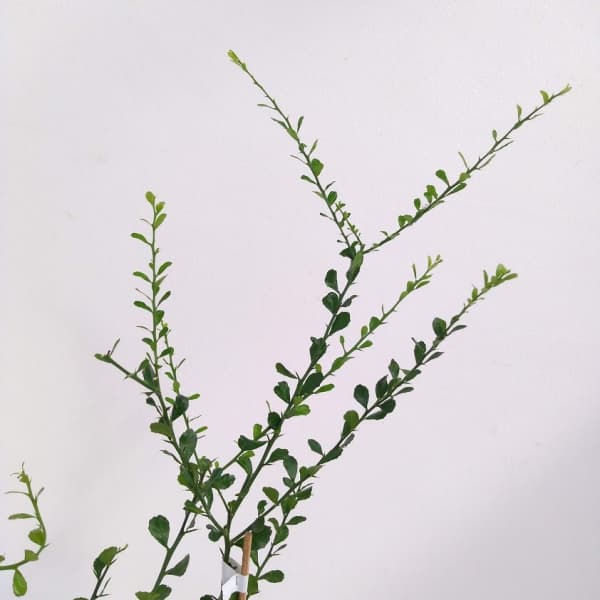 フィンガーライム：パープルブリス4号ポット