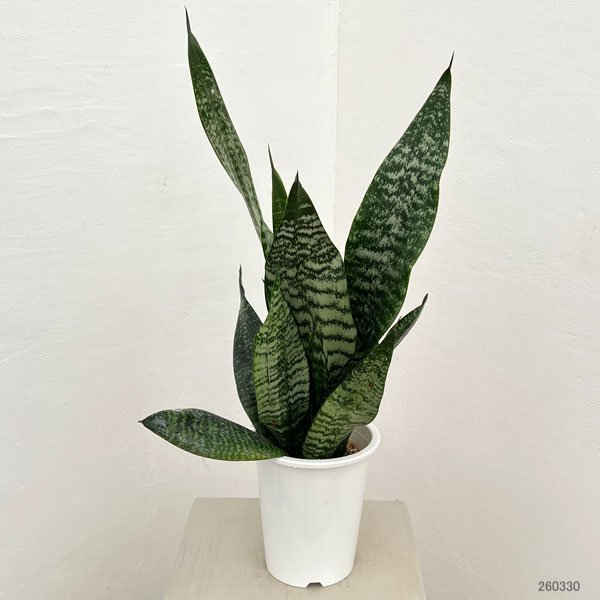 サンセベリア(サンスベリア)：ゼラニカ4号鉢植え