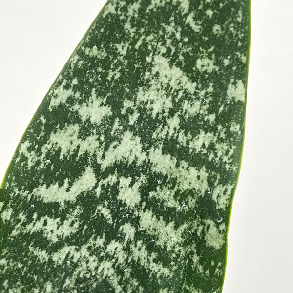 サンセベリア(サンスベリア)：ゼラニカ4号鉢植え