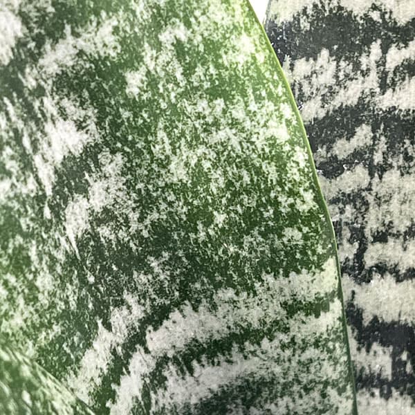 サンセベリア(サンスベリア)：ゼラニカ4号鉢植え