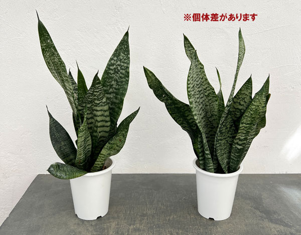 サンセベリア(サンスベリア)：ゼラニカ4号鉢植え