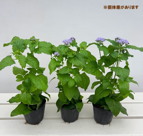 (わけあり特価)フジバカマ(ユーパトリウム):青花フジバカマ3号ポット