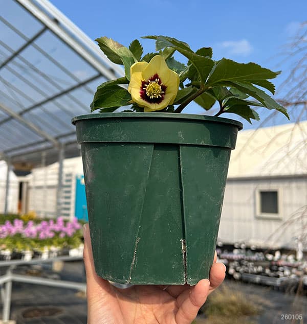 クリスマスローズ：蛍火（ほたるび）5号ポット