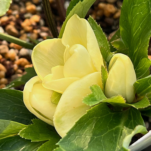 クリスマスローズ：蛍火（ほたるび）5号ポット