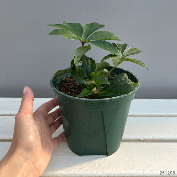 クリスマスローズ：蛍火（ほたるび）5号ポット