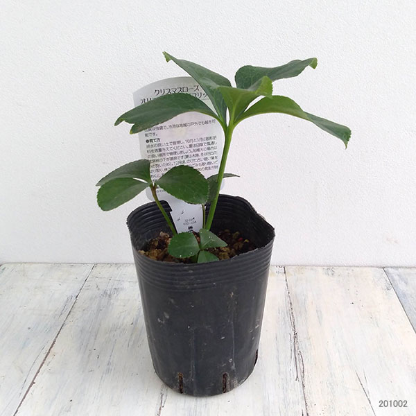 曽田園芸さんのクリスマスローズ:ダブルパープル系3.5号ポット