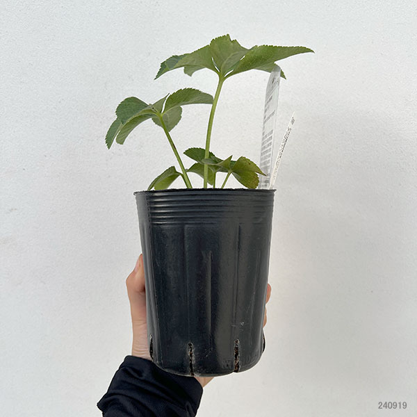 曽田園芸さんのクリスマスローズ:ダブルパープル系3.5号ポット