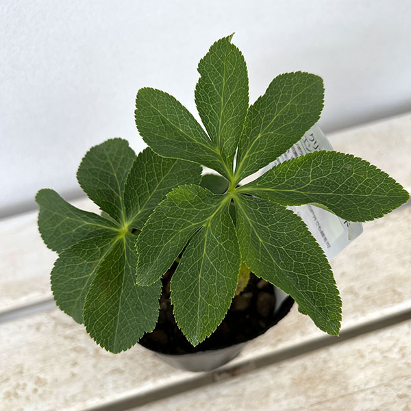 曽田園芸さんのクリスマスローズ:ダブルパープル系3.5号ポット