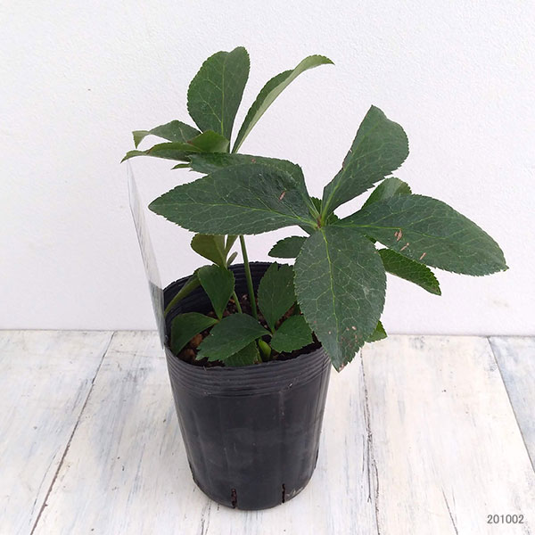 曽田園芸さんのクリスマスローズ:ダブルイエロー系3.5号ポット