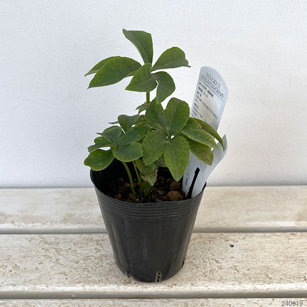 曽田園芸さんのクリスマスローズ:ダブルイエロー系3.5号ポット