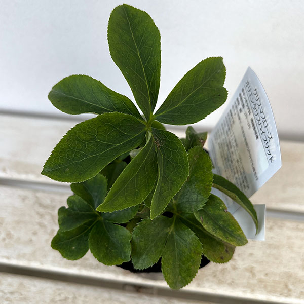 曽田園芸さんのクリスマスローズ:ダブルイエロー系3.5号ポット