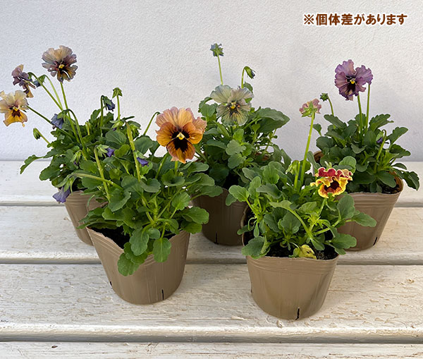 【お1人様3ポットまで】ビオラ:レディ3号ポット