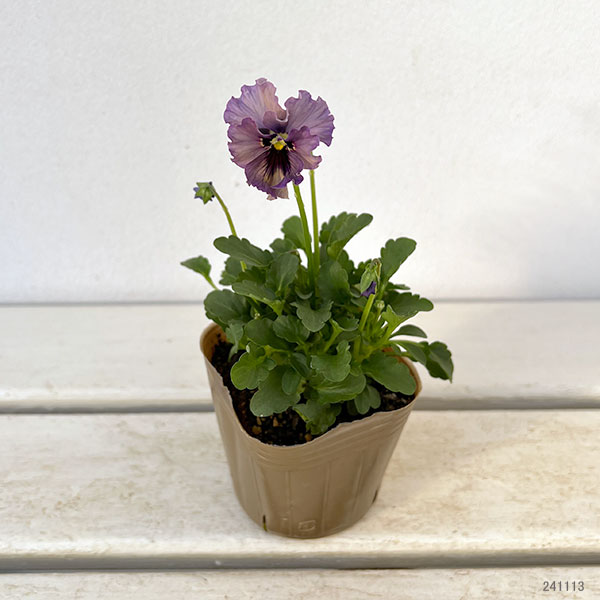 【お1人様3ポットまで】ビオラ:レディ3号ポット