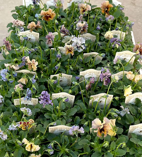 【お1人様3ポットまで】ビオラ:レディ3号ポット