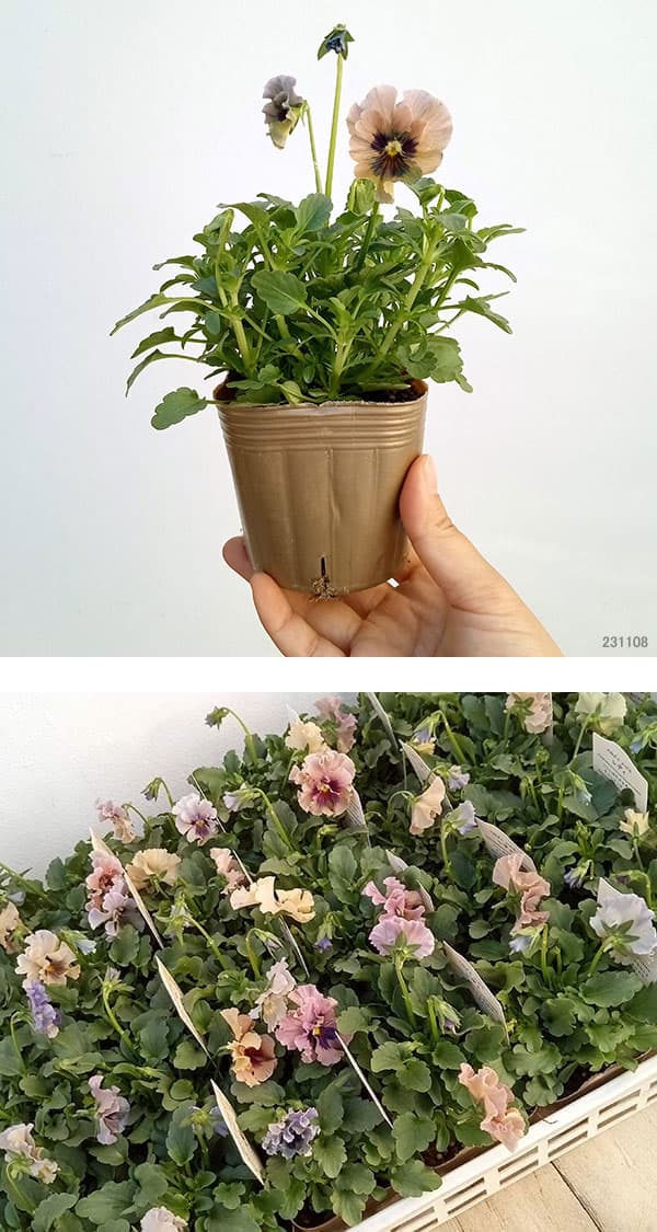 【お1人様3ポットまで】ビオラ:レディ3号ポット