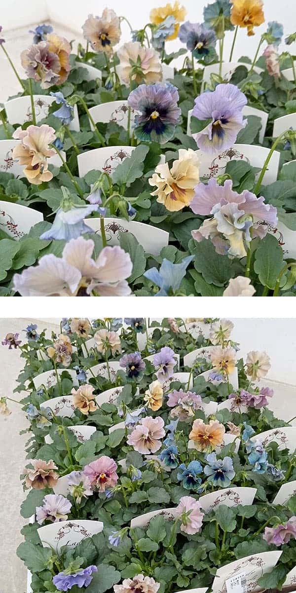 【お1人様3ポットまで】ビオラ:レディ3号ポット