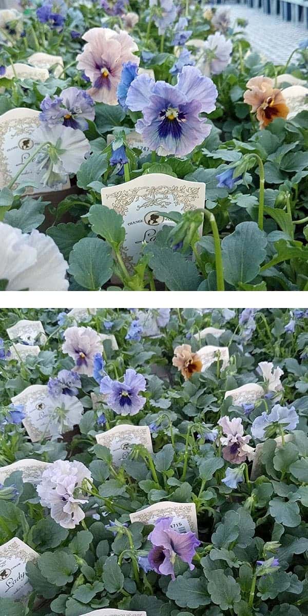 【お1人様3ポットまで】ビオラ:レディ3号ポット