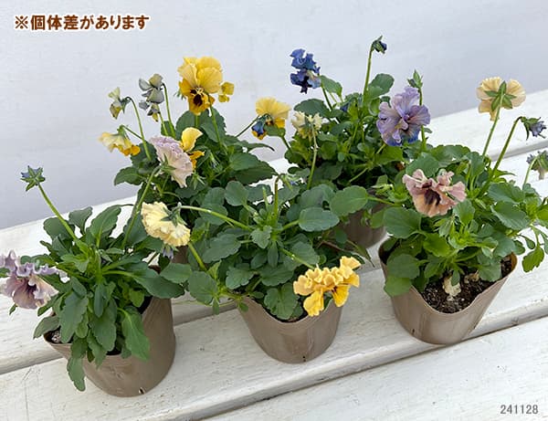 【お1人様3ポットまで】ビオラ:レディ3号ポット