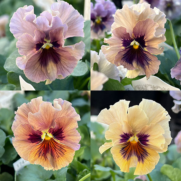 園芸ネット本店｜【お1人様3ポットまで】ビオラ：レディ3号ポット の