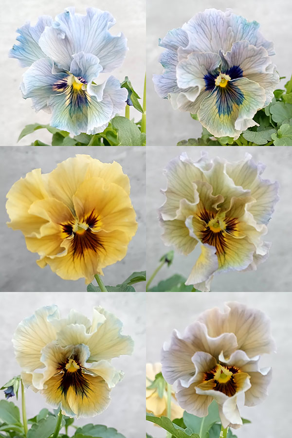 【お1人様3ポットまで】ビオラ:レディ3号ポット