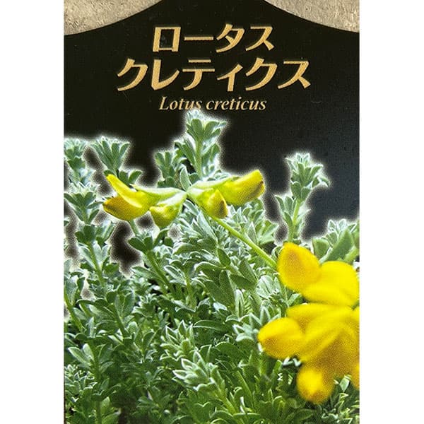 ロータス：クレティクス3.5号ポット 2株セット