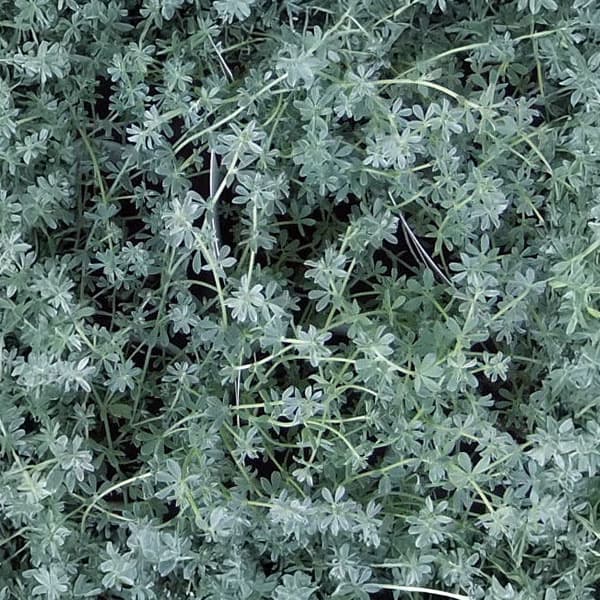 ロータス：クレティクス3.5号ポット 2株セット