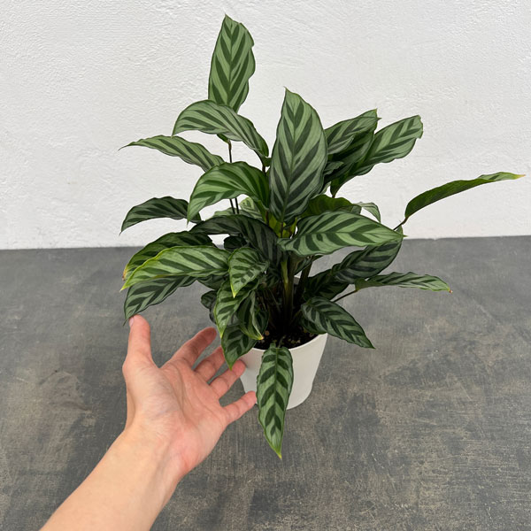 カラテア:フレディ 4号鉢植え