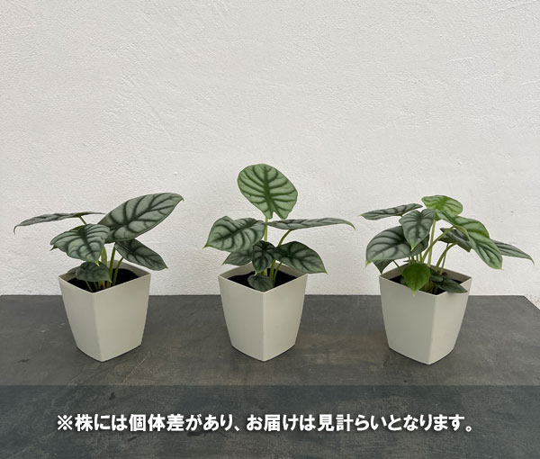 アロカシア：シルバードラゴン　4号鉢入り