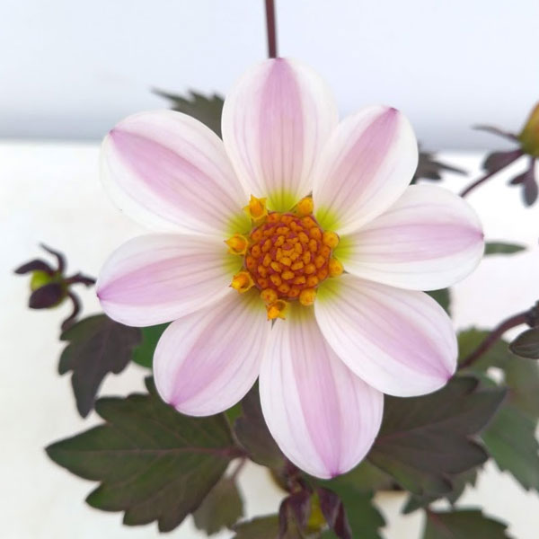 ダリア(黒葉):カクテルアミーゴ ピンクレディ(淡桃覆輪)3号ポット