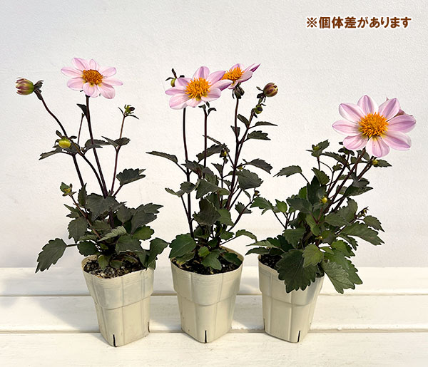 ダリア(黒葉):カクテルアミーゴ ピンクレディ(淡桃覆輪)3号ポット