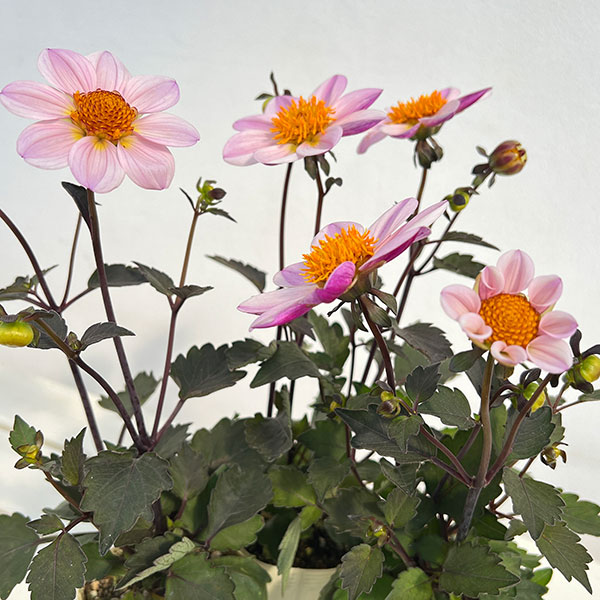 ダリア(黒葉):カクテルアミーゴ ピンクレディ(淡桃覆輪)3号ポット