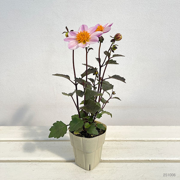 ダリア(黒葉):カクテルアミーゴ ピンクレディ(淡桃覆輪)3号ポット
