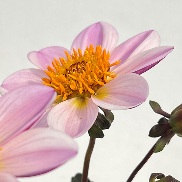 ダリア(黒葉):カクテルアミーゴ ピンクレディ(淡桃覆輪)3号ポット