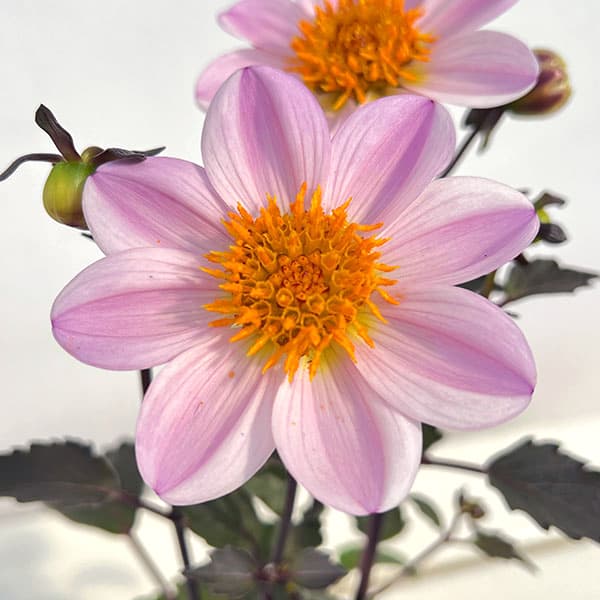 ダリア(黒葉):カクテルアミーゴ ピンクレディ(淡桃覆輪)3号ポット