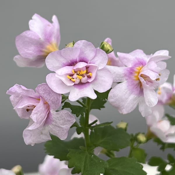 バラ咲きバコパ：スコーピア（コピアダブル）ピンクパール3号ロングポット