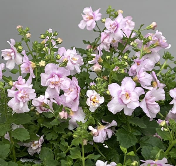 バラ咲きバコパ：スコーピア（コピアダブル）ピンクパール3号ロングポット