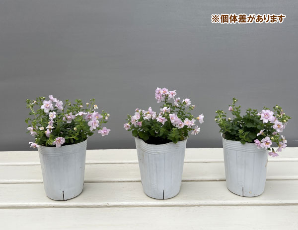 バラ咲きバコパ：スコーピア（コピアダブル）ピンクパール3号ロングポット