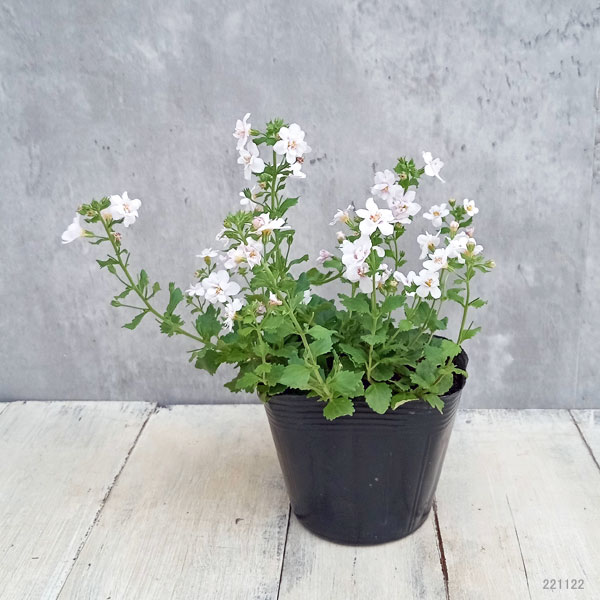 バラ咲きバコパ:スコーピア(コピアダブル)ピンクパール3号ロングポット