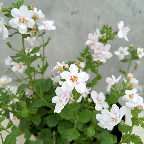 バラ咲きバコパ:スコーピア(コピアダブル)ピンクパール3号ロングポット