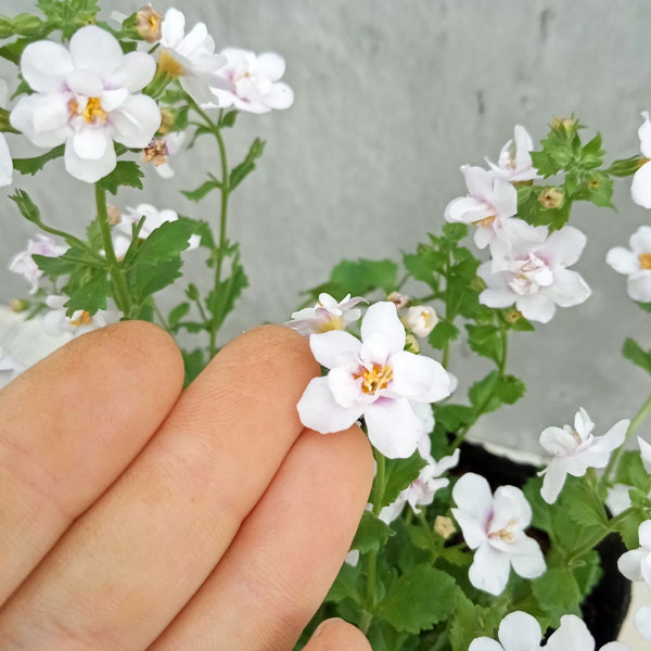 バラ咲きバコパ:スコーピア(コピアダブル)ピンクパール3号ロングポット