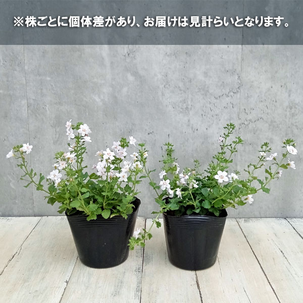 バラ咲きバコパ:スコーピア(コピアダブル)ピンクパール3号ロングポット