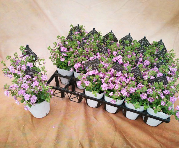 バラ咲きバコパ:スコーピア(コピアダブル)ピンクパール3号ロングポット