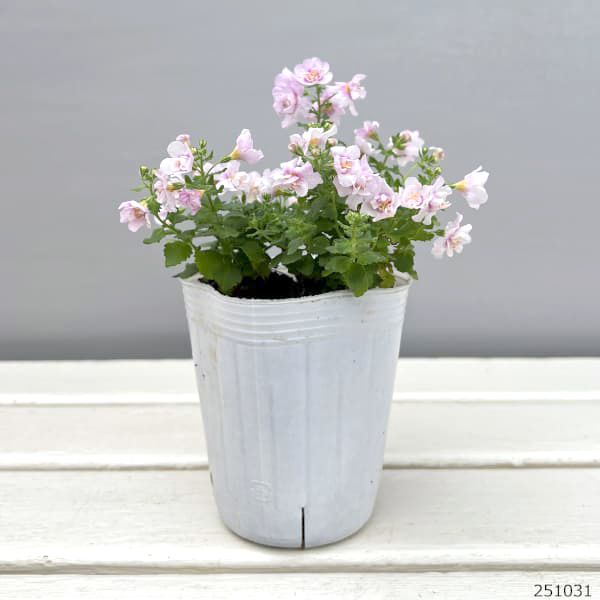 バラ咲きバコパ：スコーピア（コピアダブル）ピンクパール3号ロングポット