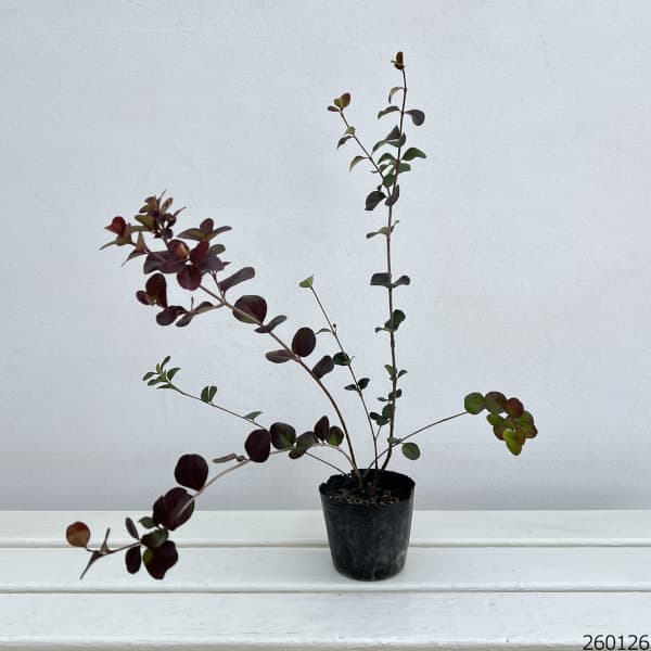 ビバーナム（ガマズミ）：ハリアナム3号ポット