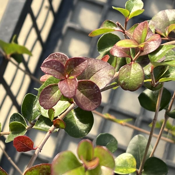 ビバーナム（ガマズミ）：ハリアナム3号ポット